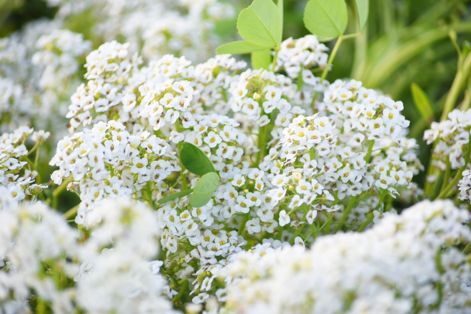 Fascinating imagery of sweet alyssums blooming in a garden