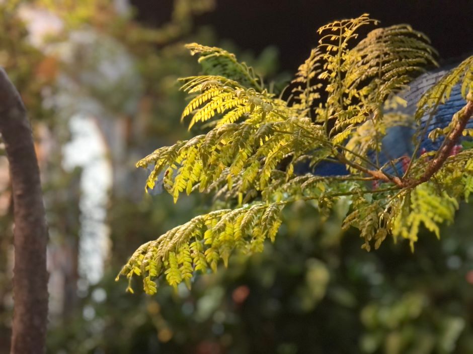 Image of an autumn furn at sundown