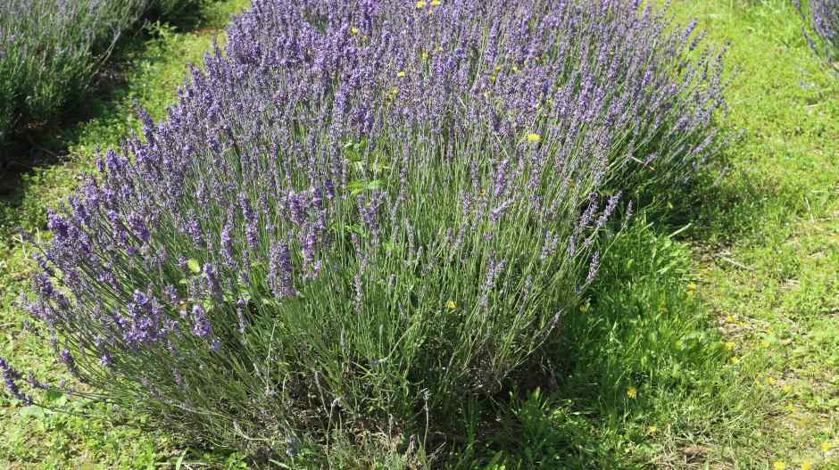 A bunch of lavander blooming mid day