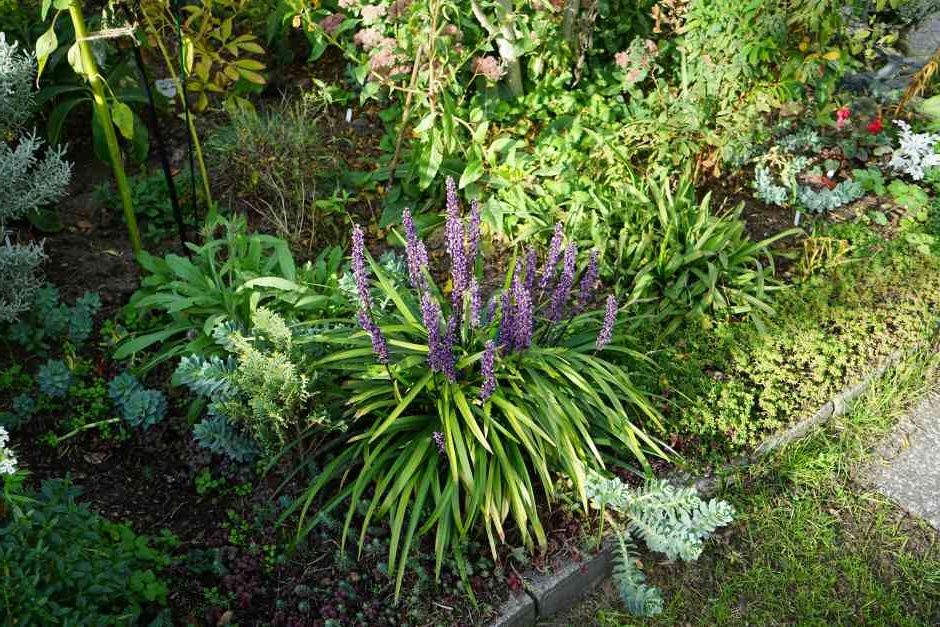 Liriope plant blooming in someones garden with several different species of plants