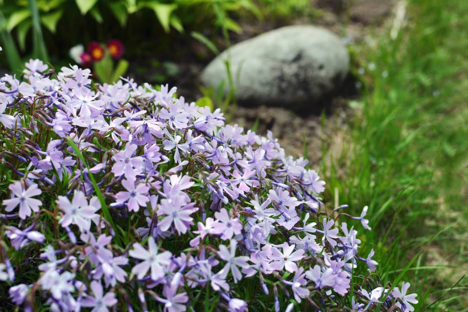 Picture of Phlox blooming 