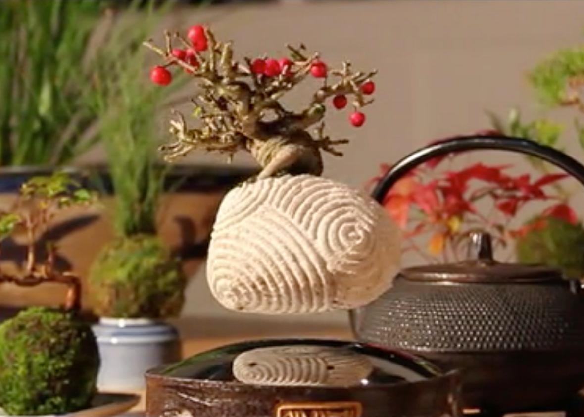 This amazing floating bonsai gives a surreal touch to any decor