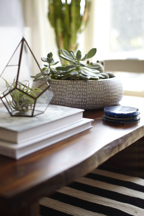 succulents are a great alternative to flowers for your coffee table styling