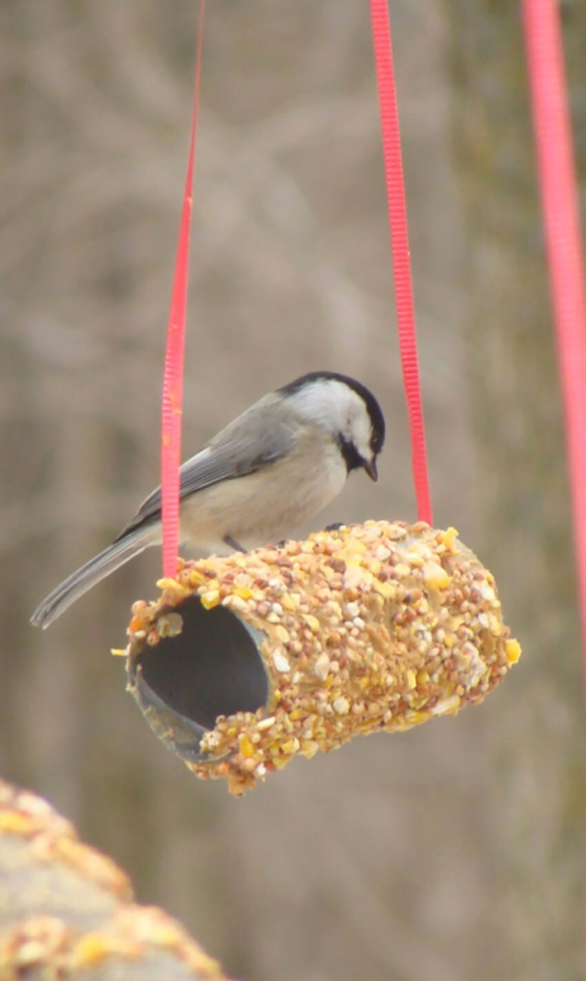 This easy temporary option is perfect to bring some birds to your garden.