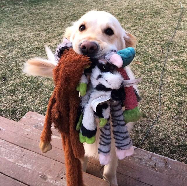 when a dog gives you a toy, he's giving you something special