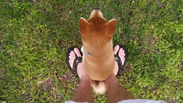 a dog sitting on your feet means he's protecting you