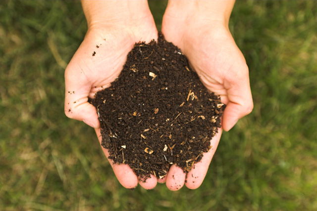 From Trash to Garden Gold: What You Need to Know About Composting