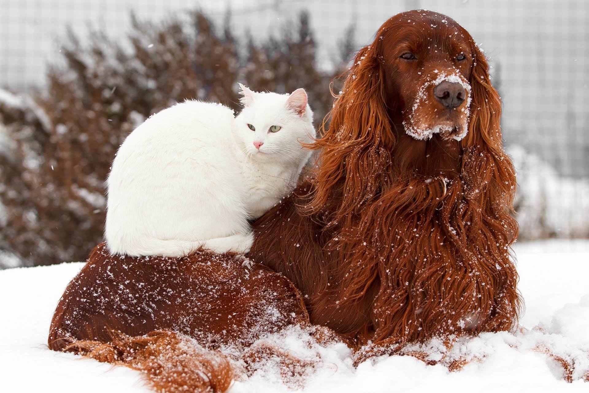 3 Easy Ways to Keep Your Pets Safe this Winter