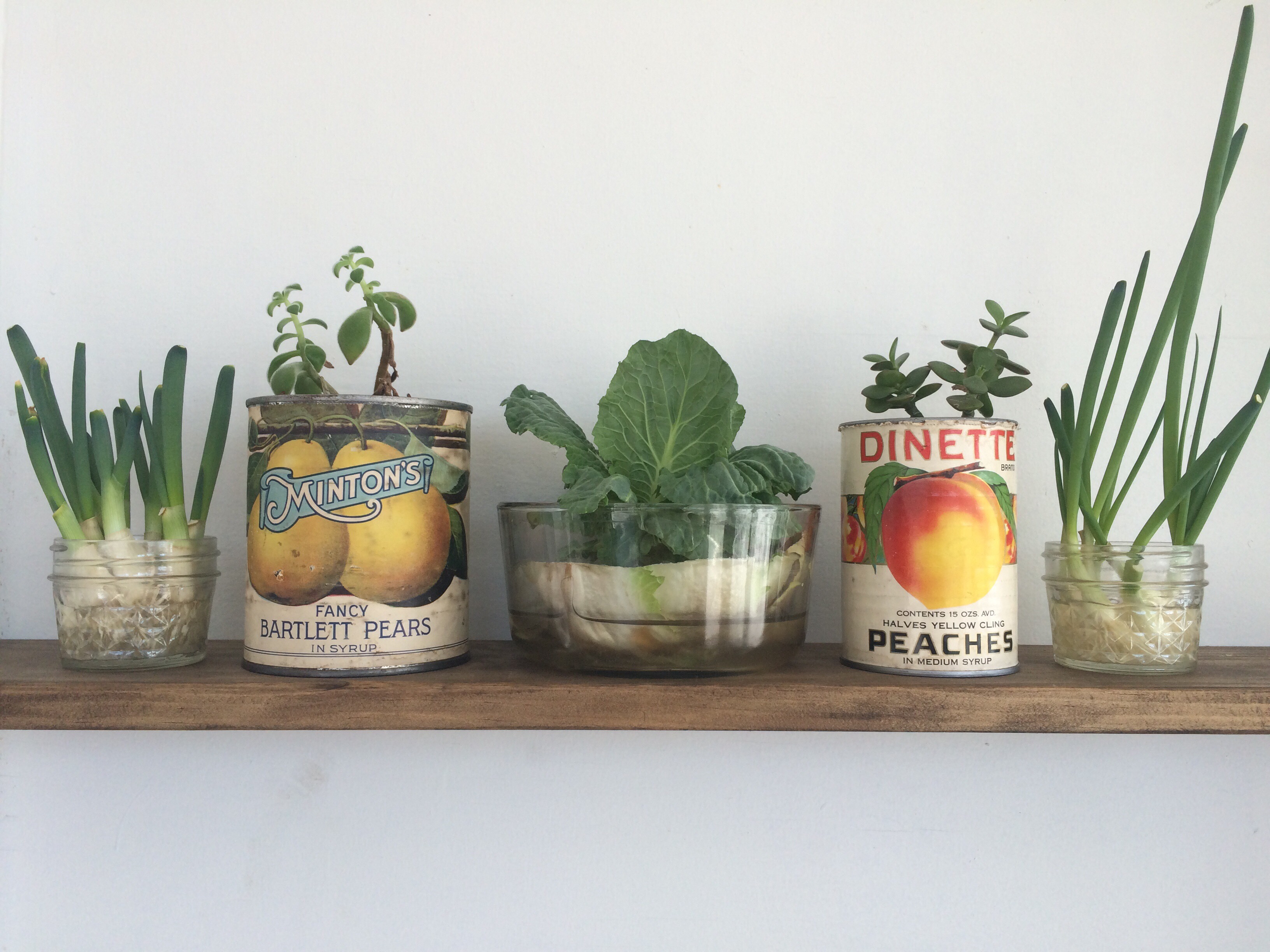 How to Regrow Your Own Vegetables Without Soil