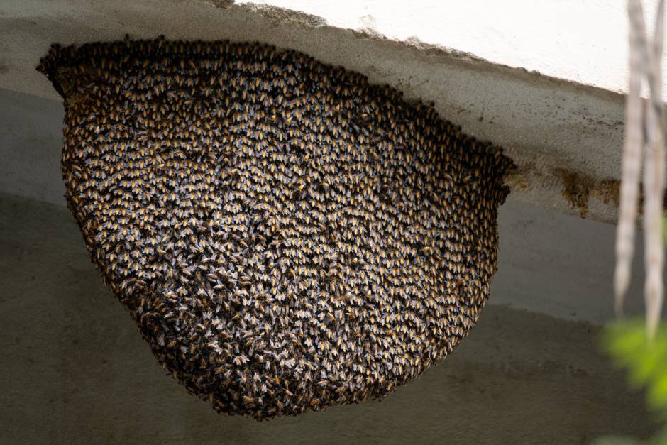 Large beehive crowded with bees