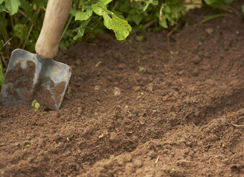 Picking the right location and soil for your veggie garden is important.