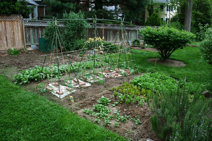 Start with a small veggie garden if you've never had one before.