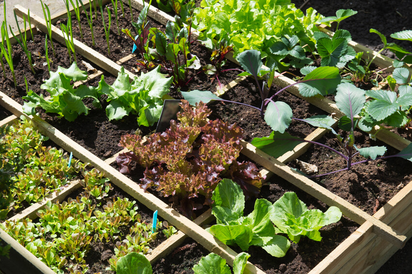 You don't want to make the mistake of crowding your veggies. Be sure to give them enough space!