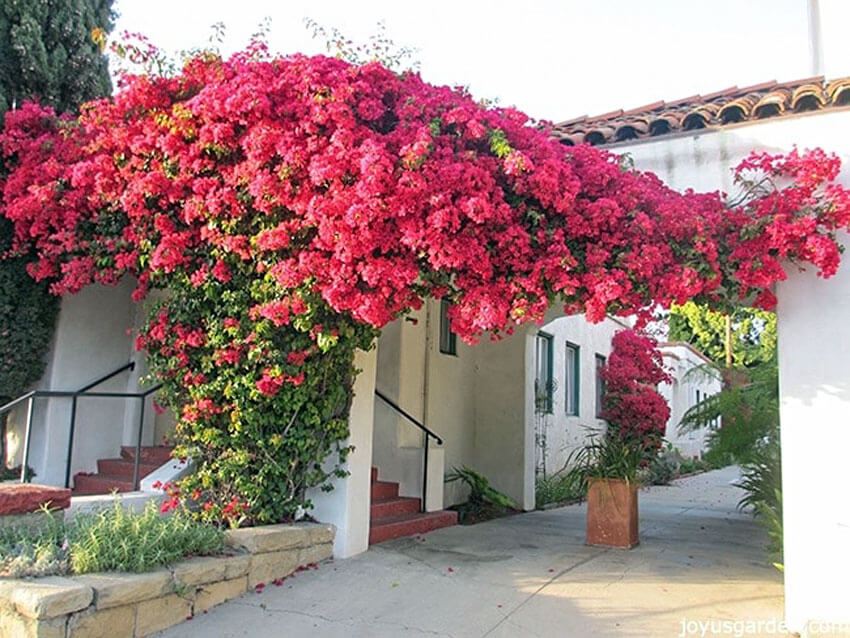 Bougainvillea is incredibly popular and grows quickly.