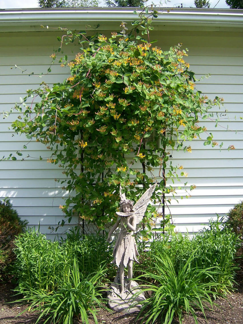 Honeysuckle plants have a very sweet scent and brightly colored flowers.