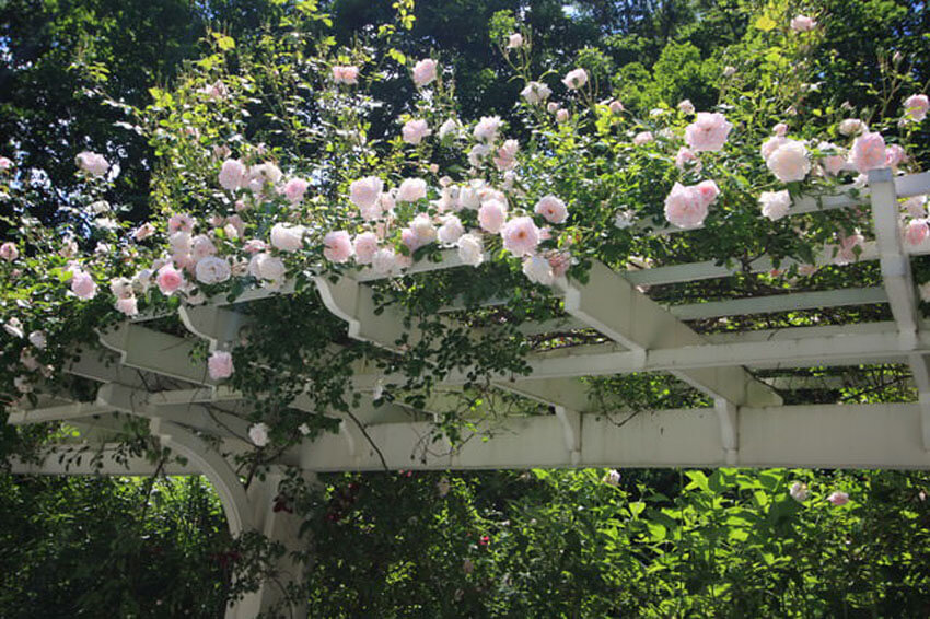 Roses make excellent climbing plants for pergolas and arches.