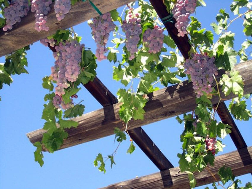 Grapevines are excellent climbing plants.