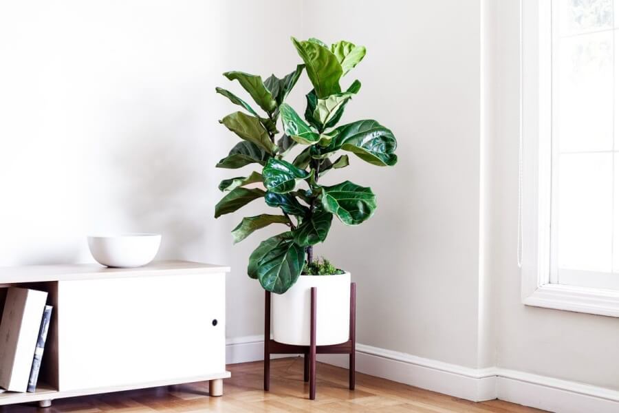 Top 10 Indoor Trees to Place Inside Your House