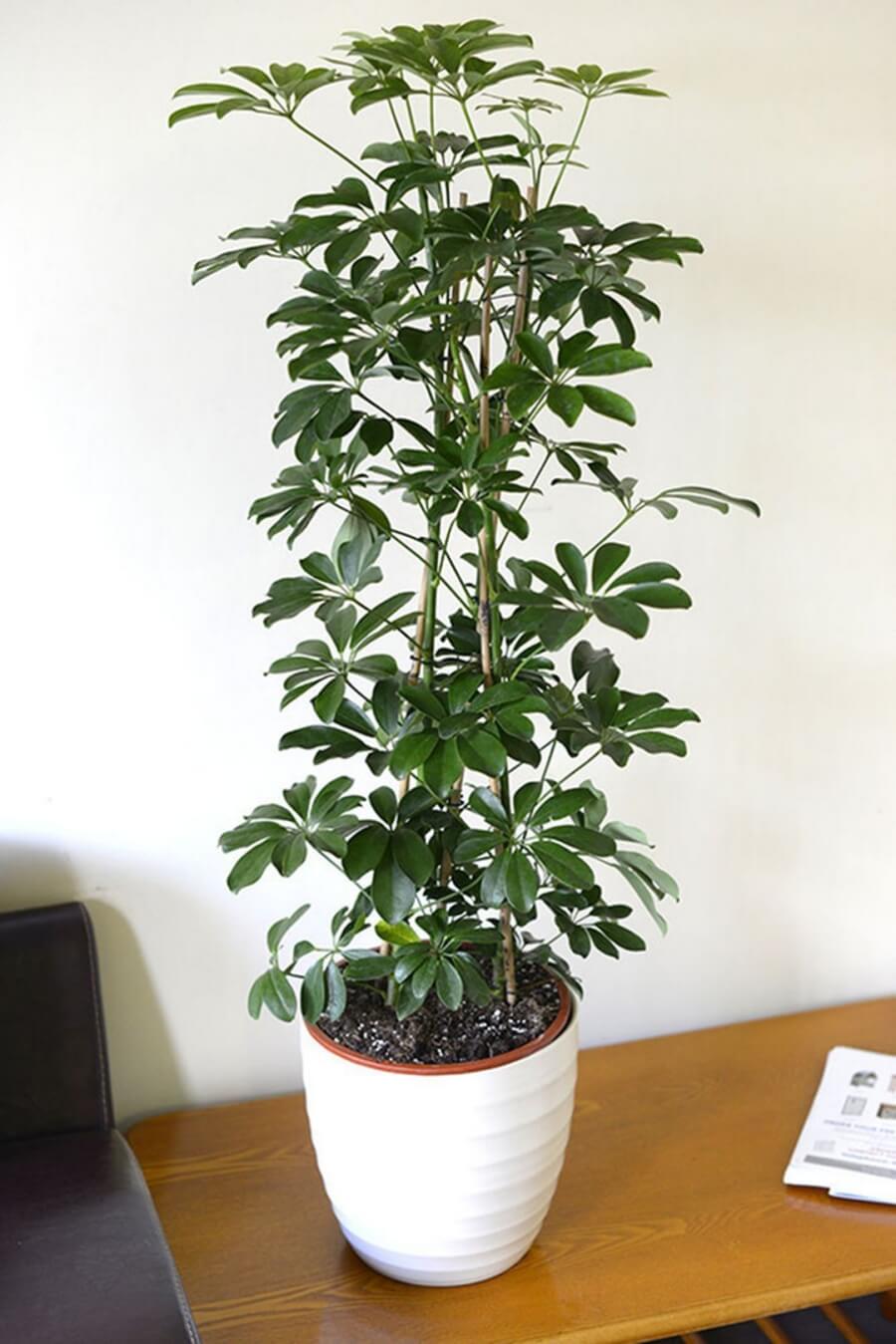 Umbrella Plant