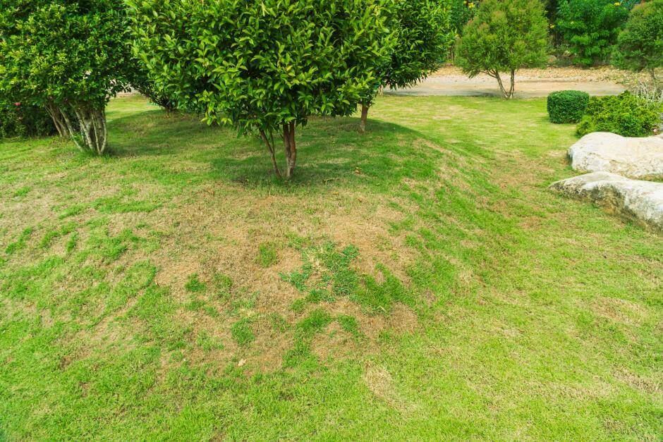 6 Tips To End With Brown Patches In Your Lawn