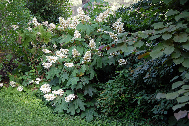 Look at the pretty white flowers