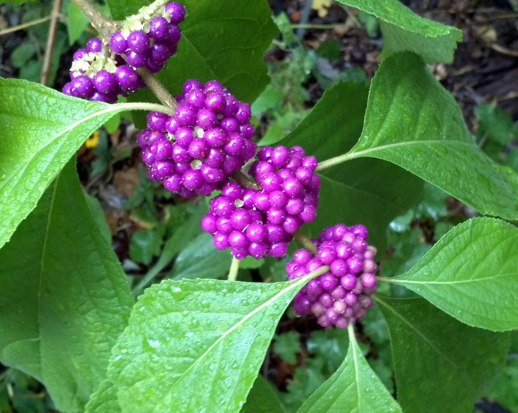 Brilliant purple can certainly add a lot!