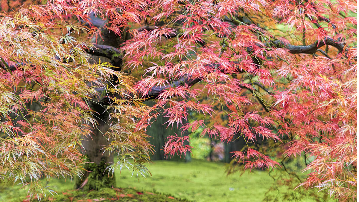 Where the red tree grows