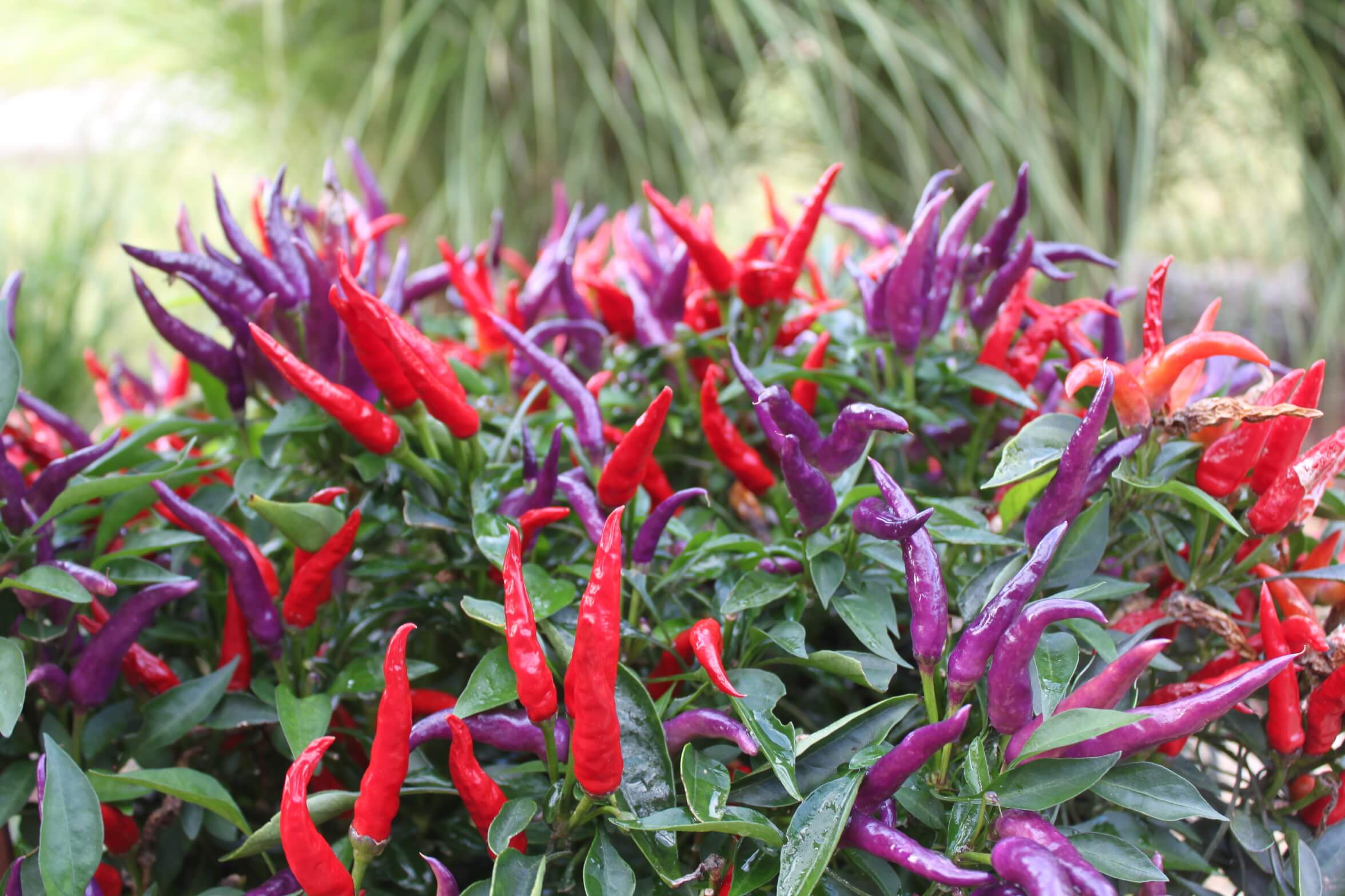 Spice up the garden with some backyard peppers 