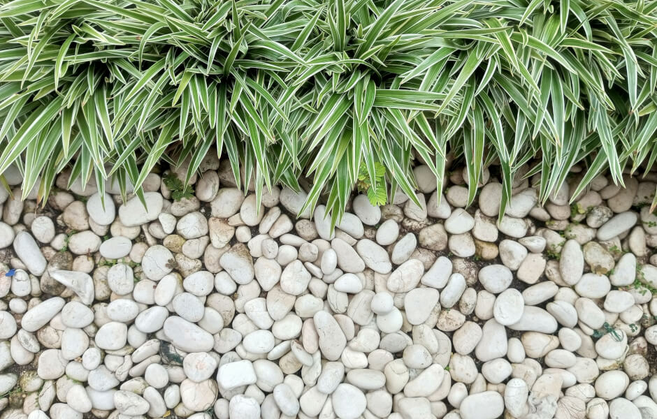 Image of various small white rocks alongside bush grasses.