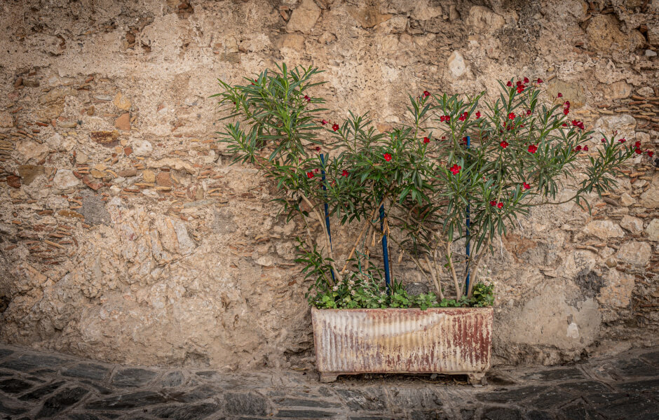 Image of a stone wall with larger stones and stacked smaller stones, with a single potted flowering plant in front.
