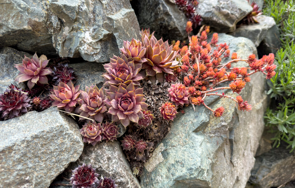 Rock garden featuring succulent plants.