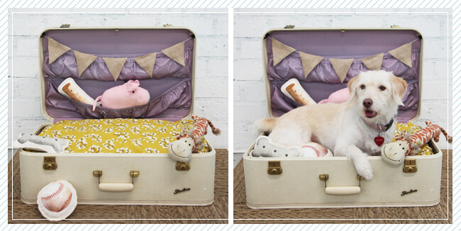 Pack up your doggone suitcase