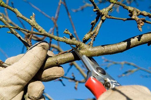 Fall is the perfect time to trim those trees and shrubs