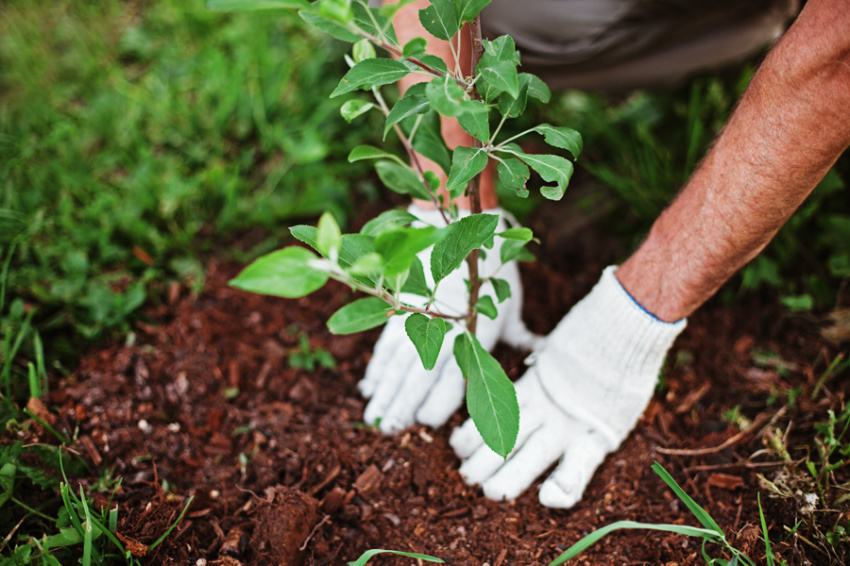 Your plants also need some precautions to endure the season. Source: Friends of the Gardens