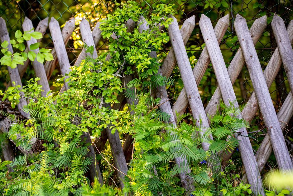 8 Fence Landscaping Ideas for your Yard