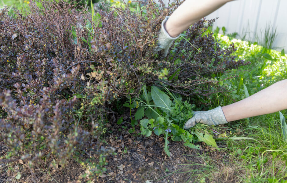 Best Garden Maintenance Checklist You'll Find