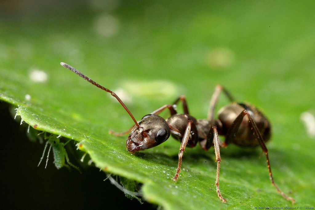 Outdoor ants can be a headache.