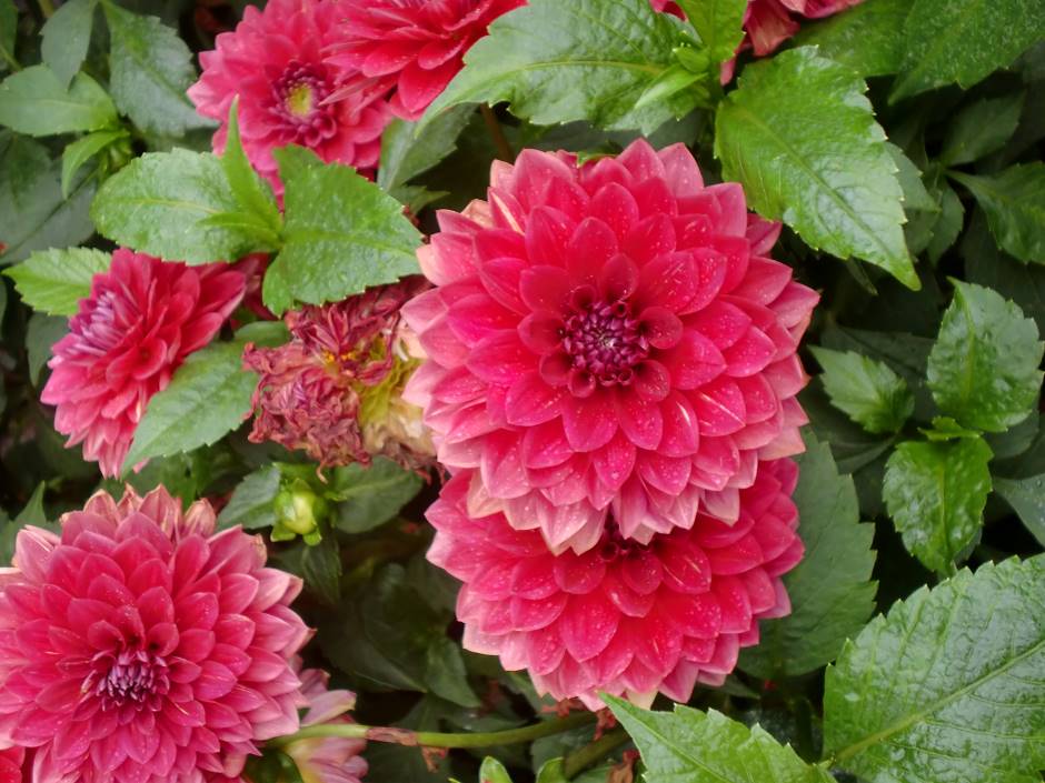 Extreme close up of several red dahlia flowers blooming