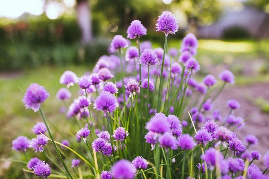 Close up of beautiful purple flowers