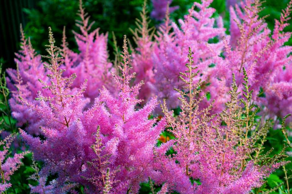 Colorful and bright astilbe plant