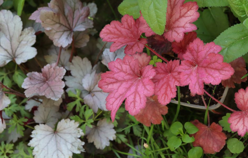 A picture of leaves varying from pink green and grey colors