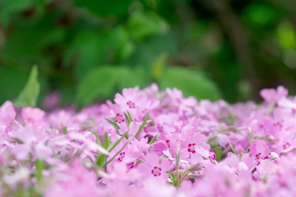 Image of a garden of phlox subulata