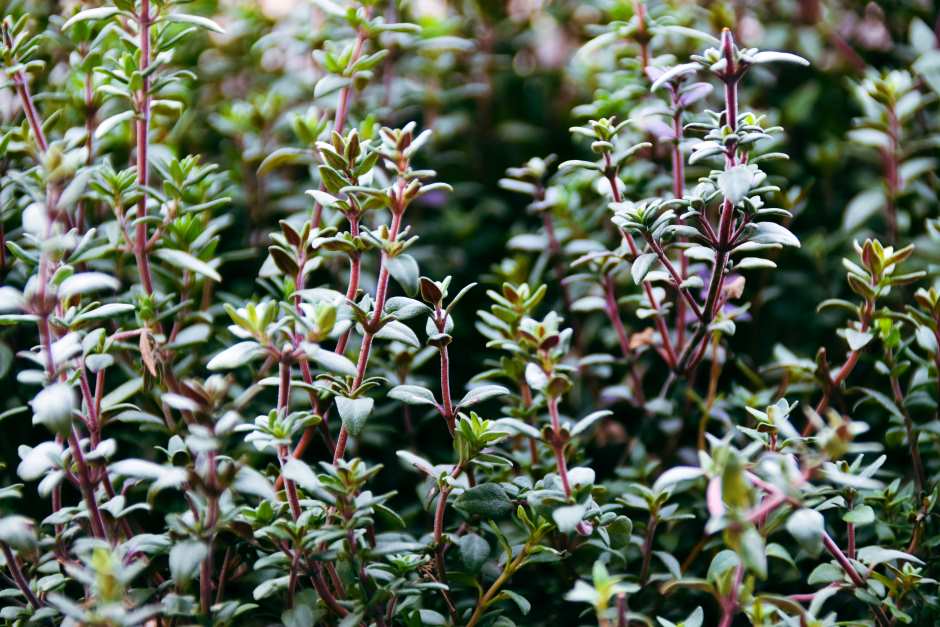 A picture of the plant creeping thyme