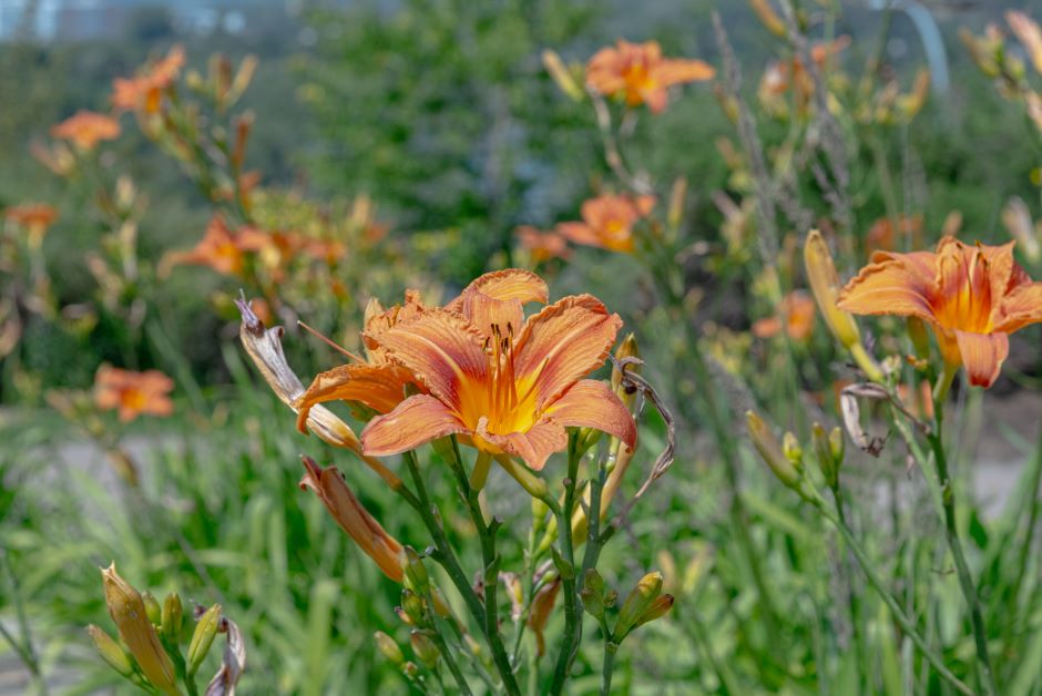 A collection of daylilies in a field