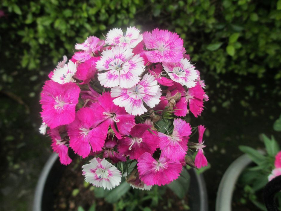 Colorful and charming dianthus sweet william plant in full bloom