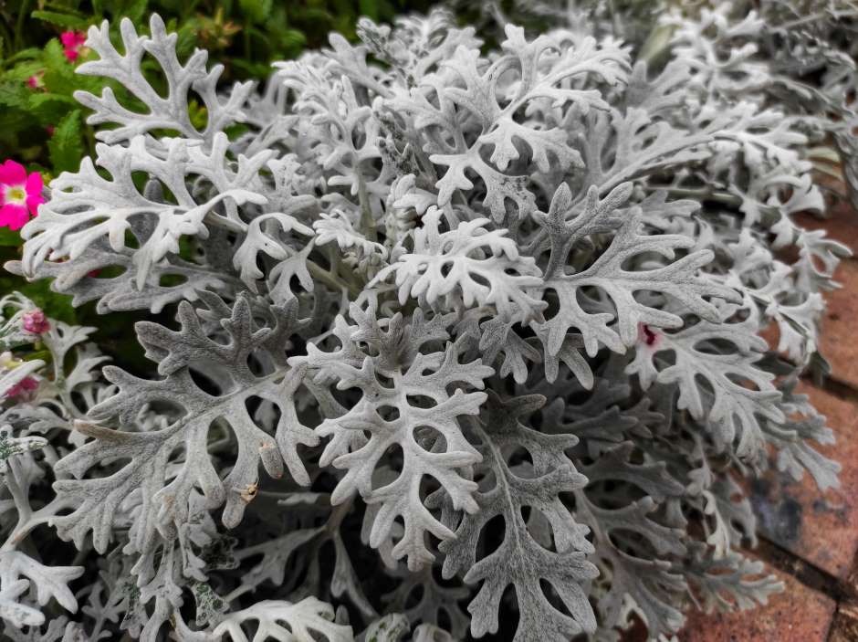 Image of the plant dusty miller a grayed out plant