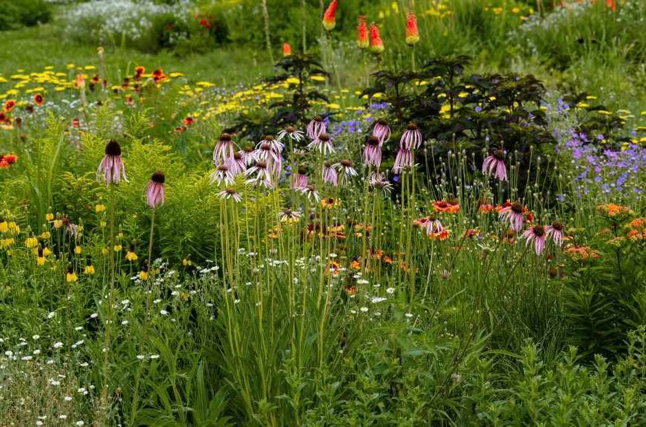 A hardy garden with various different types of plants with the main focus being echidnacea pallida