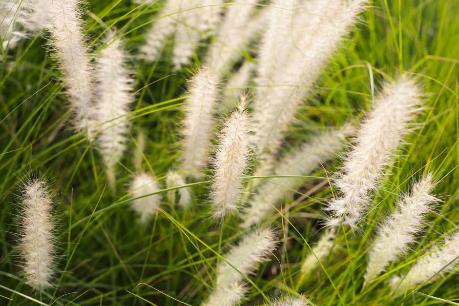 A beautiful white flower called fountain grass