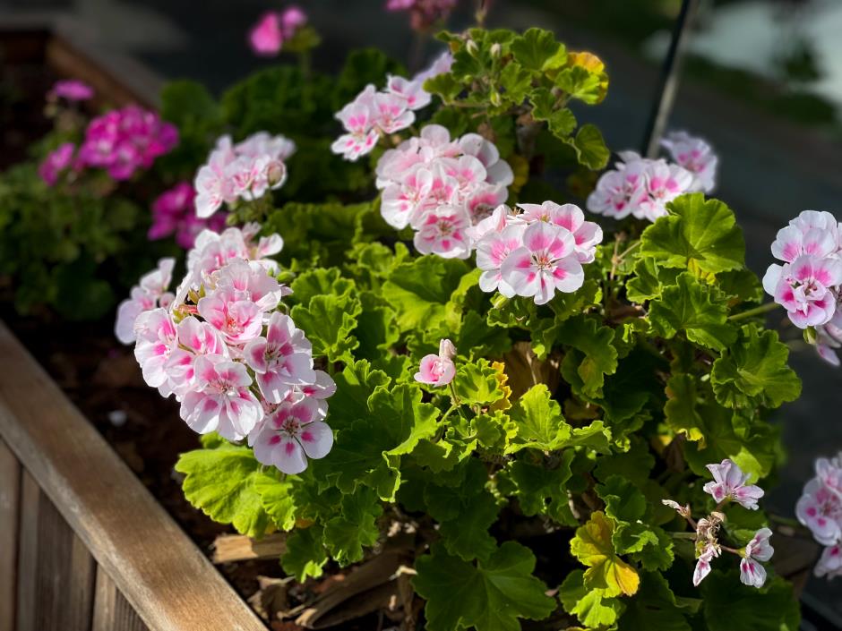 Vibrant pink blooming geranium flowers