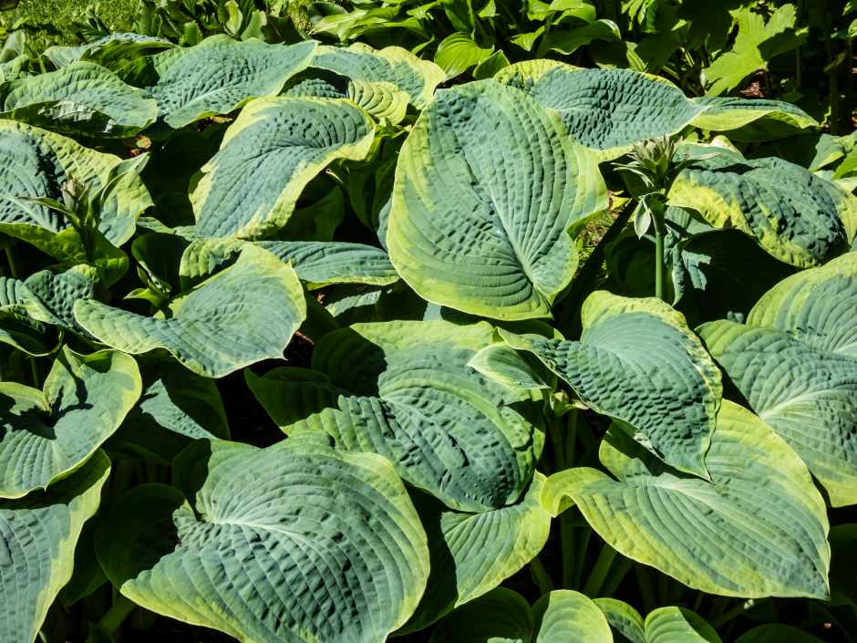 A plant of wide and thick leaves under sunlight